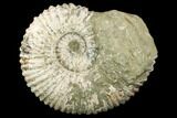 Huge, Tractor Ammonite (Douvilleiceras) Fossil - Madagascar #123136-1